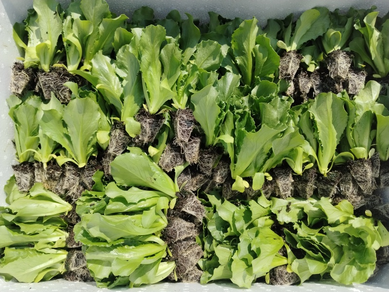 云南球生菜苗(结球生菜)货量大全国接单成活率高提供技术指