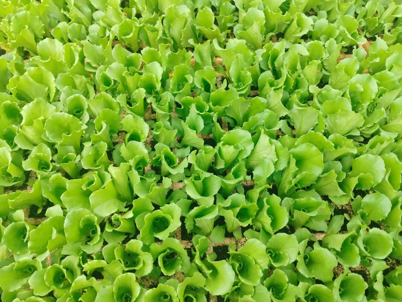 云南球生菜苗(结球生菜)货量大全国接单成活率高提供技术指