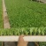 云南球生菜苗(结球生菜)货量大全国接单成活率高提供技术指