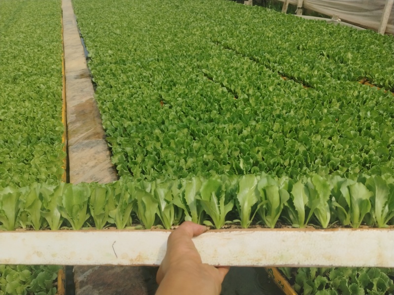 云南球生菜苗(结球生菜)货量大全国接单成活率高提供技术指