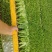 云南球生菜苗(结球生菜)货量大全国接单成活率高提供技术指