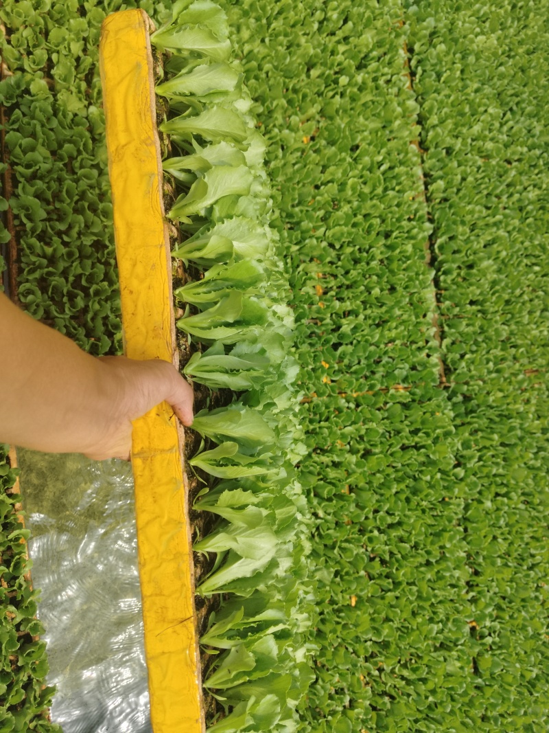 云南球生菜苗(结球生菜)货量大全国接单成活率高提供技术指