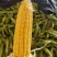 云南玉米水果玉米大量现货供应产地直发全国发货