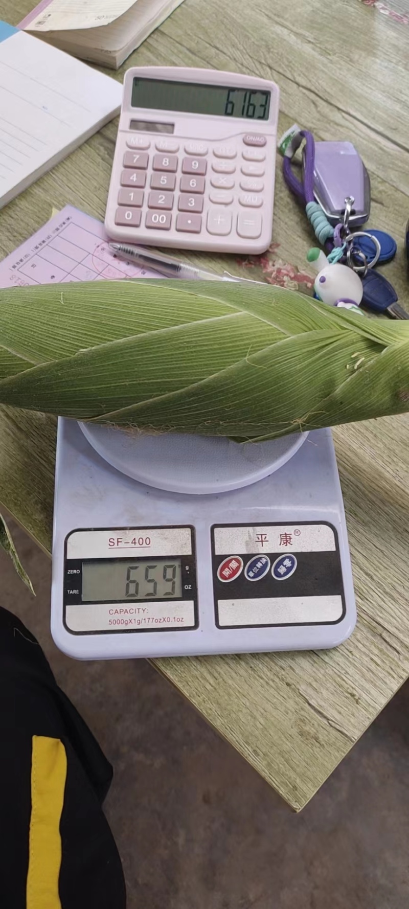 云南玉米水果玉米大量现货供应产地直发全国发货