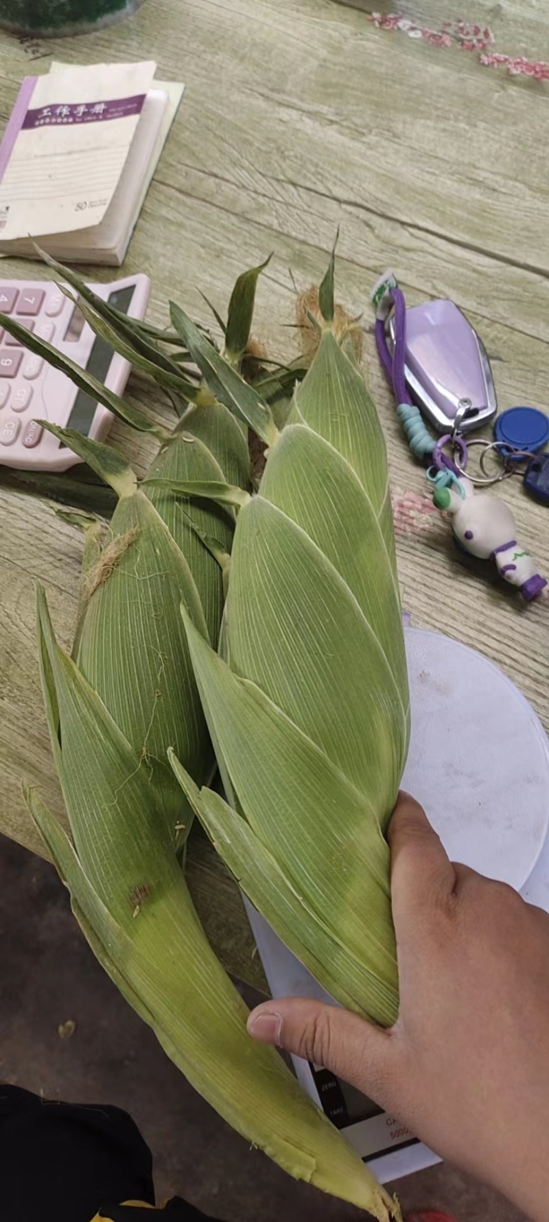 云南玉米水果玉米大量现货供应产地直发全国发货
