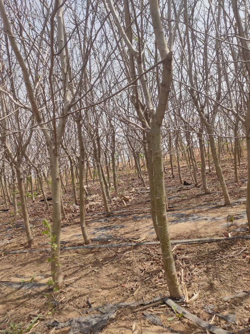 3到5公分山楂树，辽宁北镇，现挖，批发