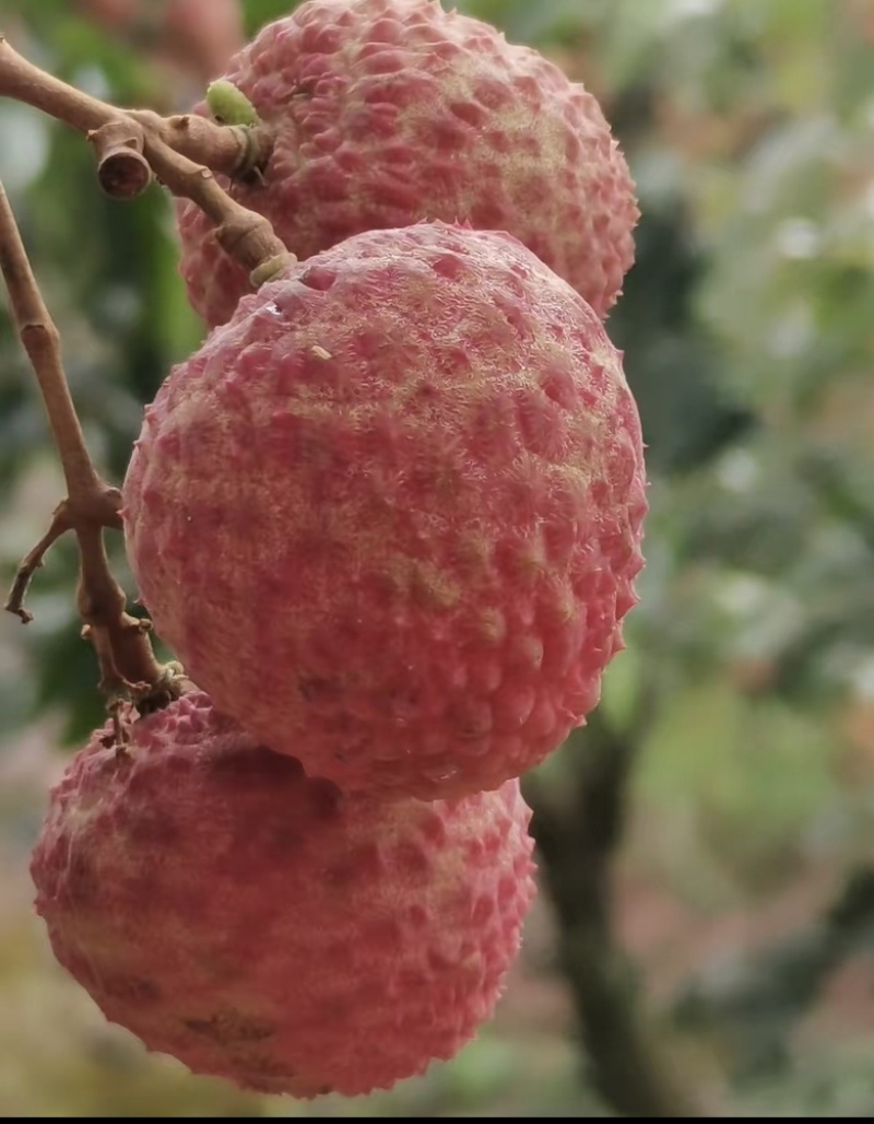 白蜡荔枝