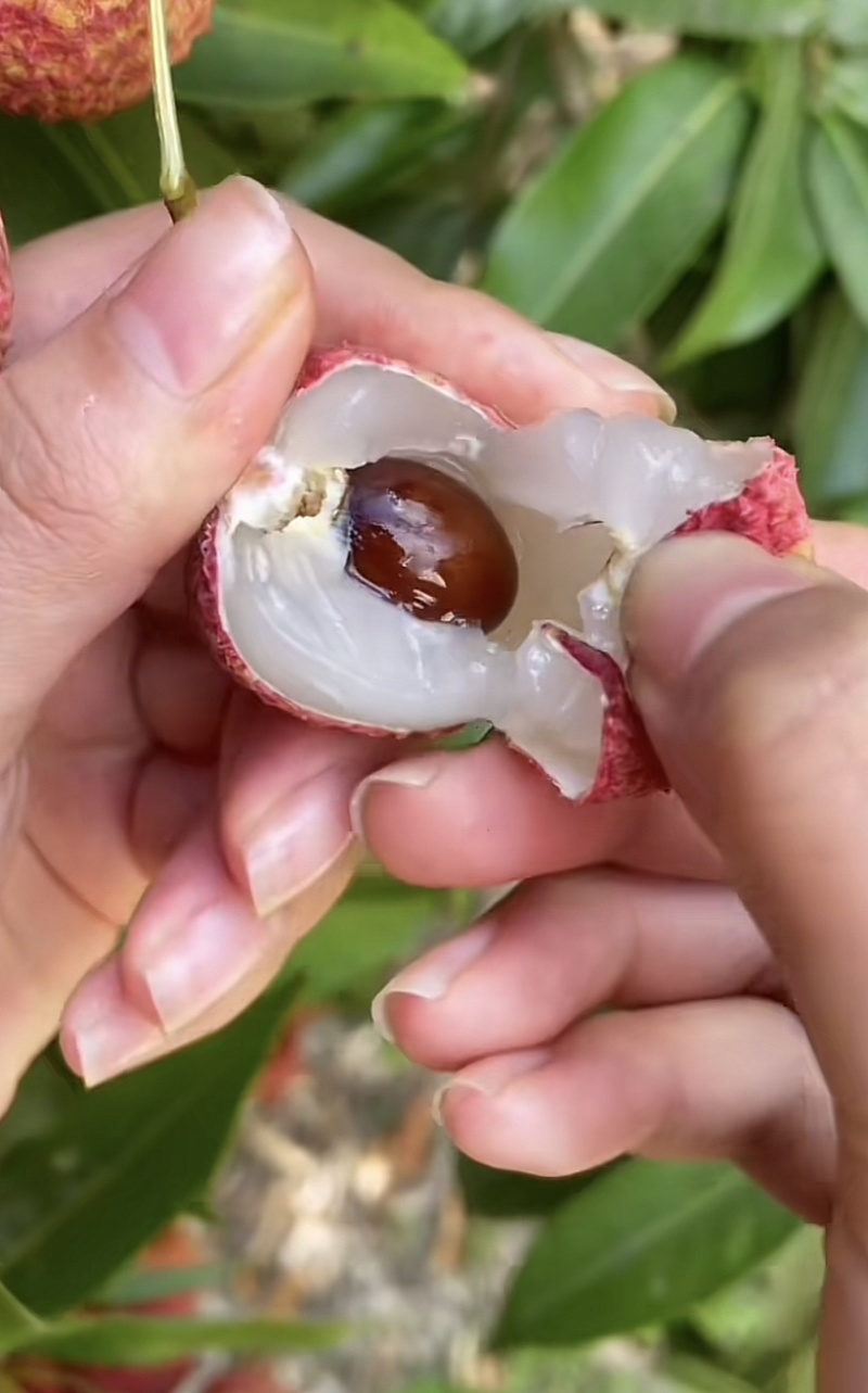 白蜡荔枝