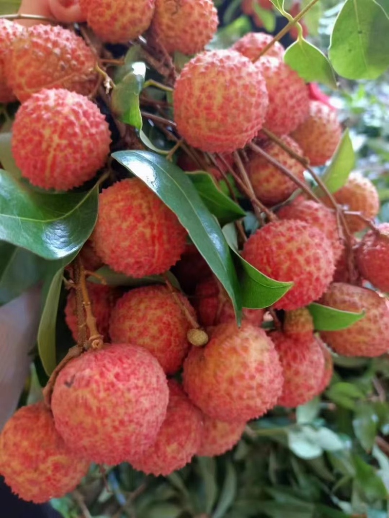 白蜡荔枝