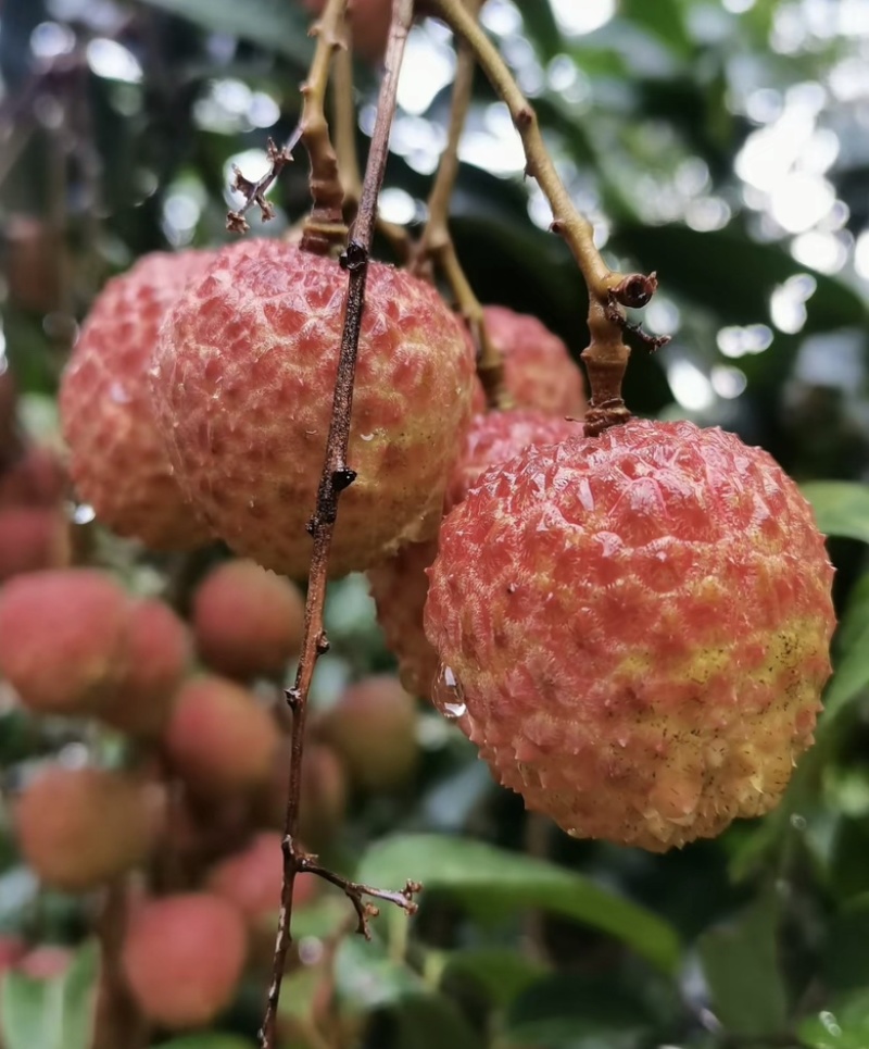 白蜡荔枝