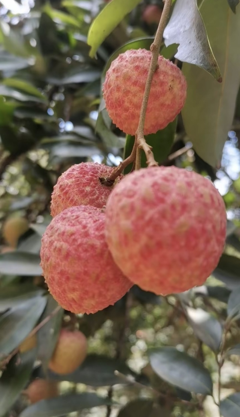 白蜡荔枝