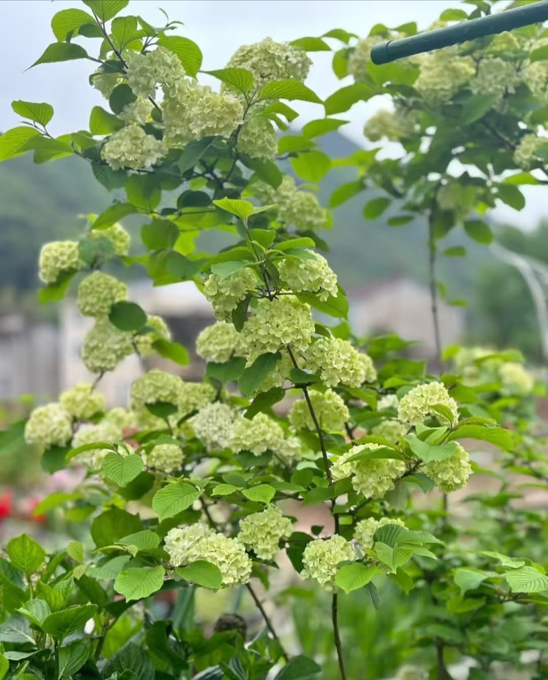 麻叶木绣球袋苗可用于园林美化庭院景观盆栽全国各地可发