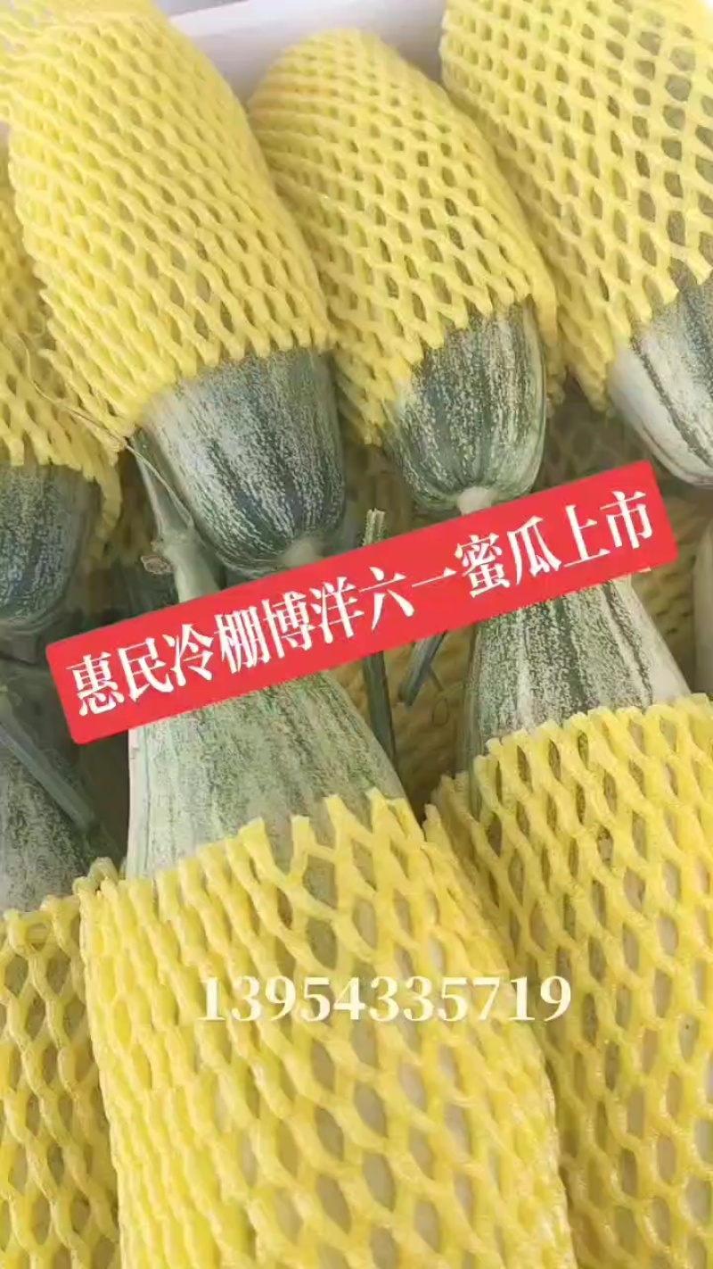 羊角蜜甜瓜（博洋六一甜瓜）山东万亩甜瓜基地热销！