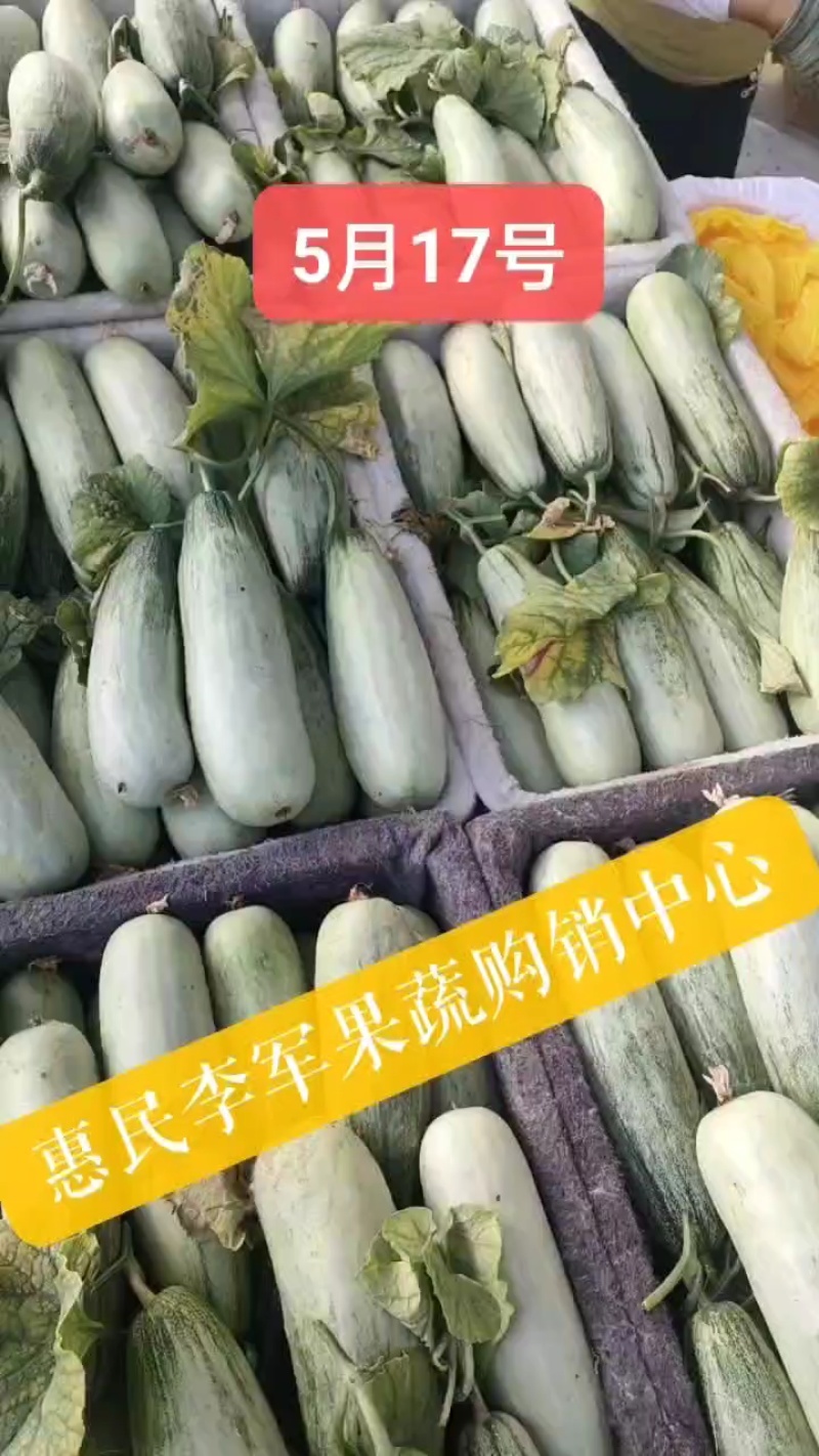 羊角蜜甜瓜（博洋六一甜瓜）山东万亩甜瓜基地热销！