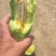 羊角蜜甜瓜（博洋六一甜瓜）山东万亩甜瓜基地热销！