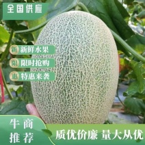 精品海南哈密瓜、海南晓蜜25号黄金蜜25号大量现货