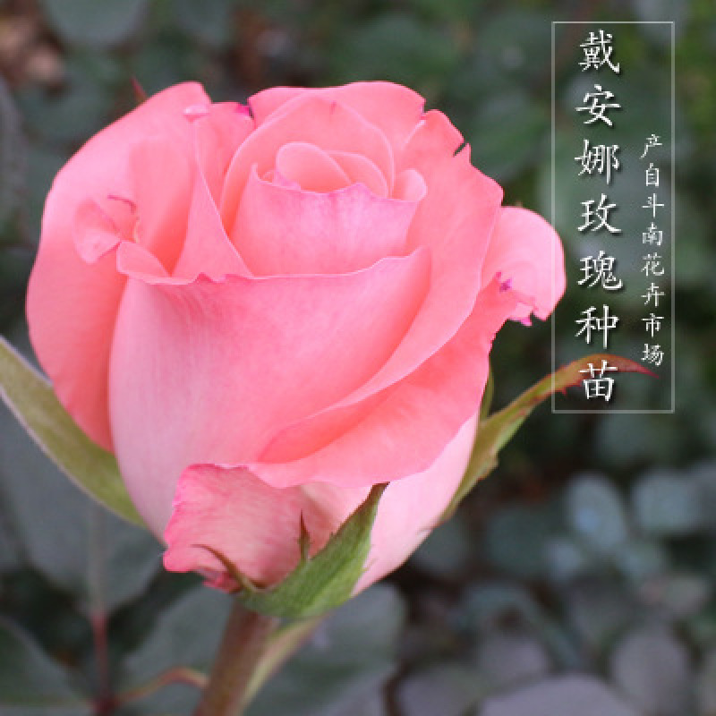 食用玫瑰花苗食用玫瑰苗四季香水玫瑰量大从优全国适合栽种