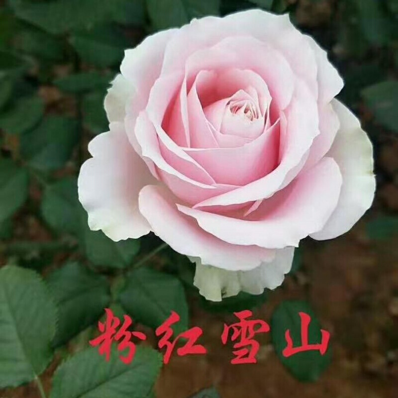 食用玫瑰花苗食用玫瑰苗四季香水玫瑰量大从优全国适合栽种