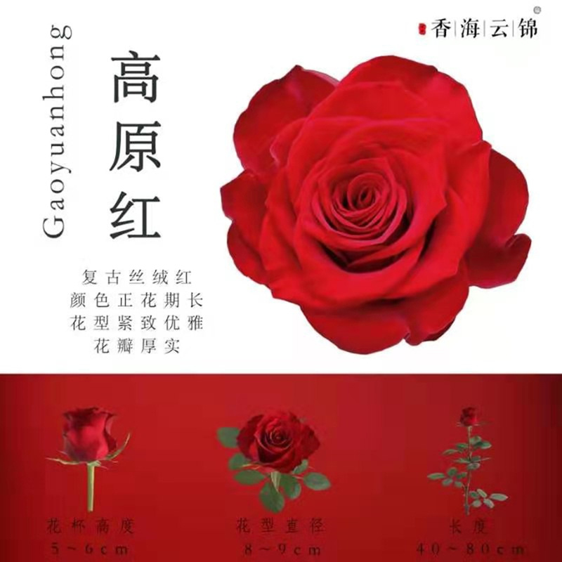 食用玫瑰花苗食用玫瑰苗四季香水玫瑰量大从优全国适合栽种