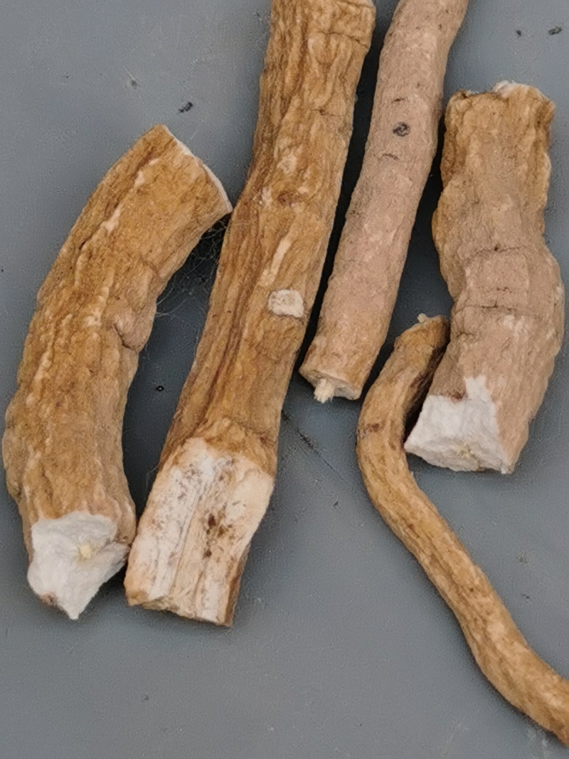 板兰根新产干度颜色白茬常年购销大货