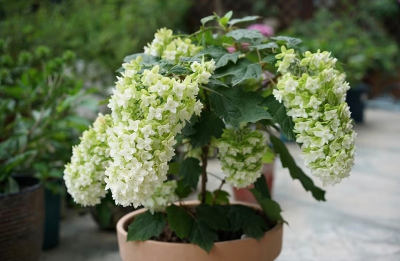 烁叶绣球雪花四方杯可用于园林工程绿化全国可发货