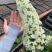 烁叶绣球雪花四方杯可用于园林工程绿化全国可发货