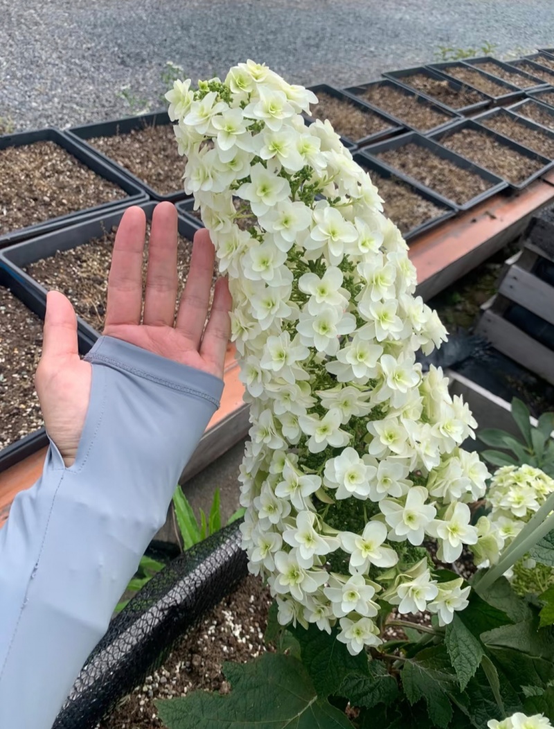 烁叶绣球雪花四方杯可用于园林工程绿化全国可发货