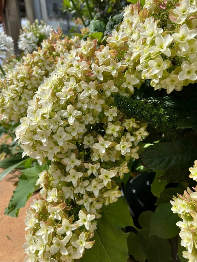 烁叶绣球雪花四方杯可用于园林工程绿化全国可发货
