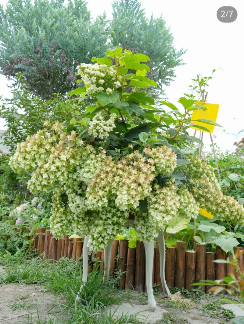 烁叶绣球雪花四方杯可用于园林工程绿化全国可发货