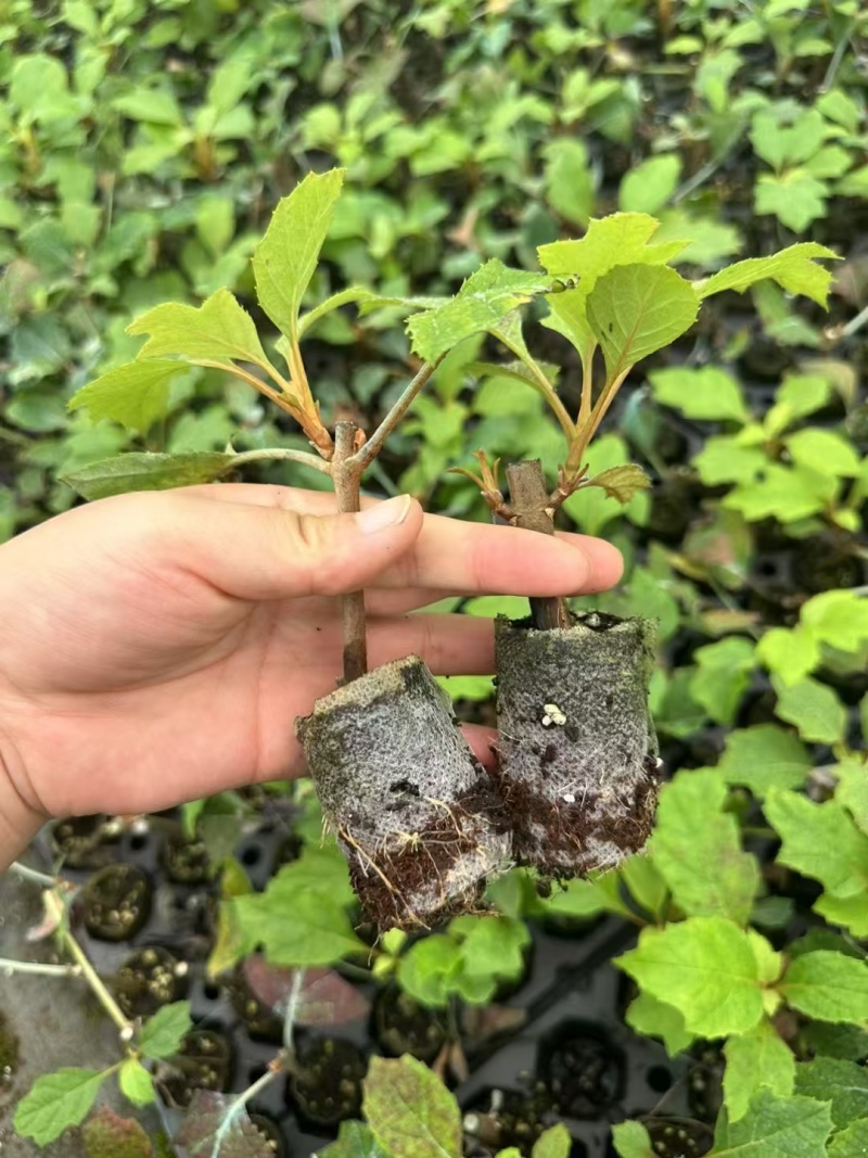 烁叶绣球雪花四方杯可用于园林工程绿化全国可发货