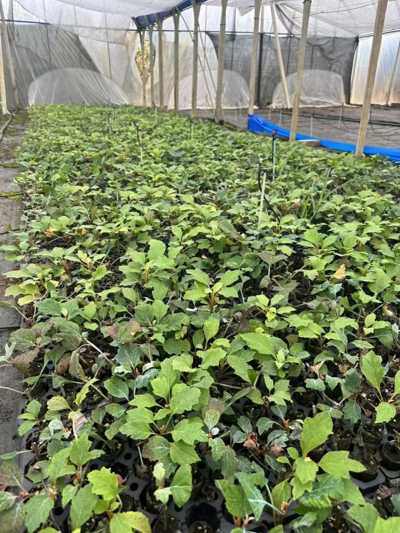 烁叶绣球雪花四方杯可用于园林工程绿化全国可发货