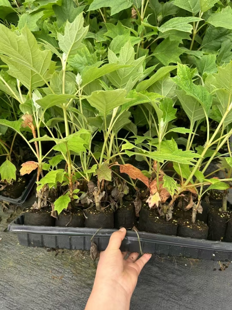 烁叶绣球红宝石拖鞋杯苗可用于工程绿化园林全国可发