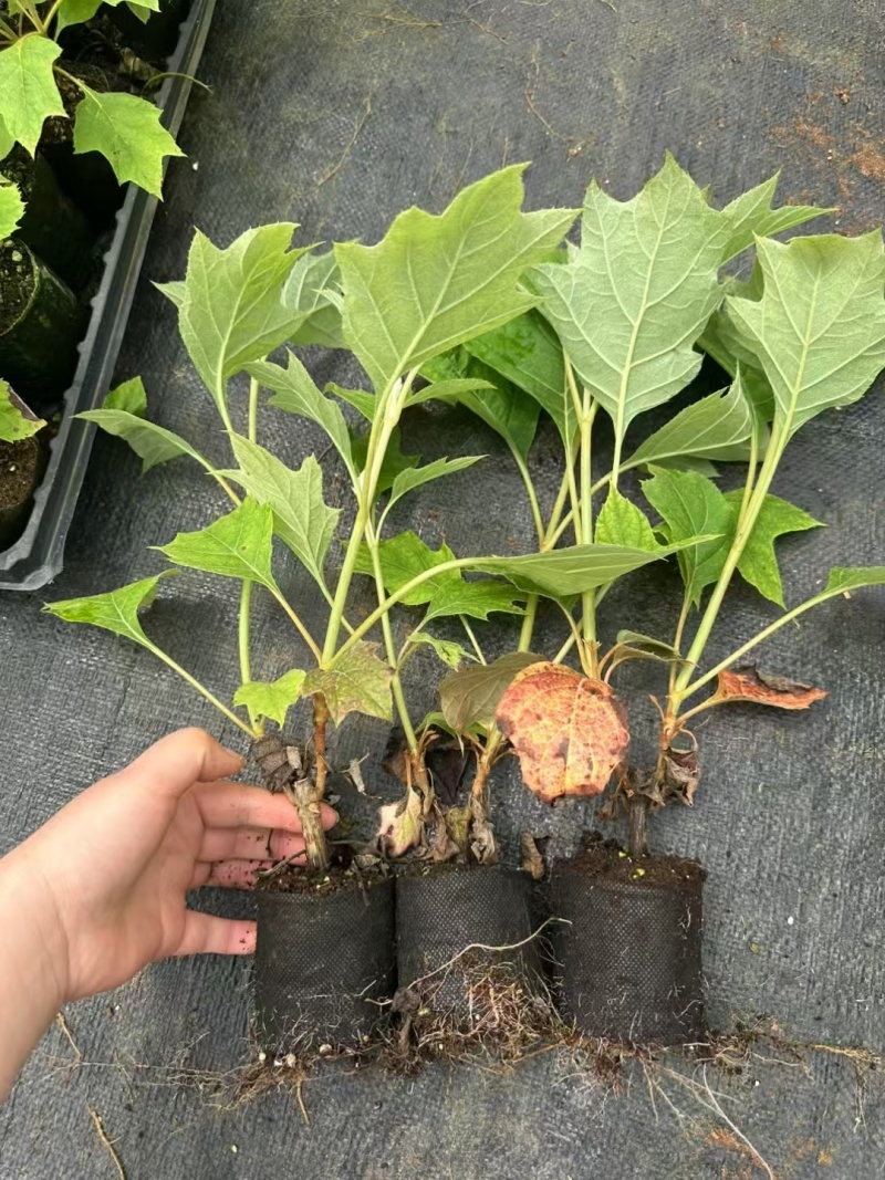 烁叶绣球红宝石拖鞋杯苗可用于工程绿化园林全国可发