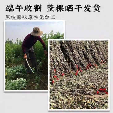 艾草中药材，有做加工的老板联系