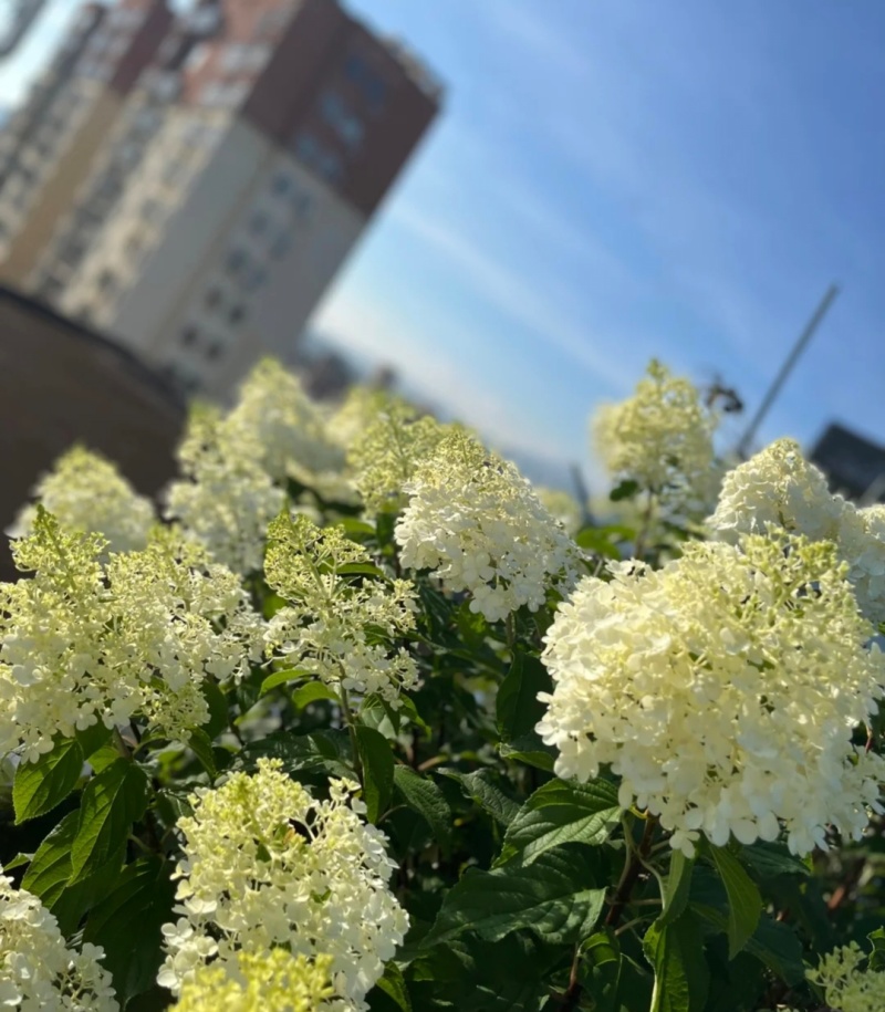 圆锥绣球香草草莓袋苗可用于园林工程绿化全国可发货