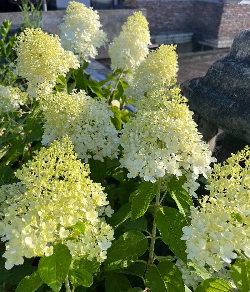 圆锥绣球香草草莓袋苗可用于园林工程绿化全国可发货