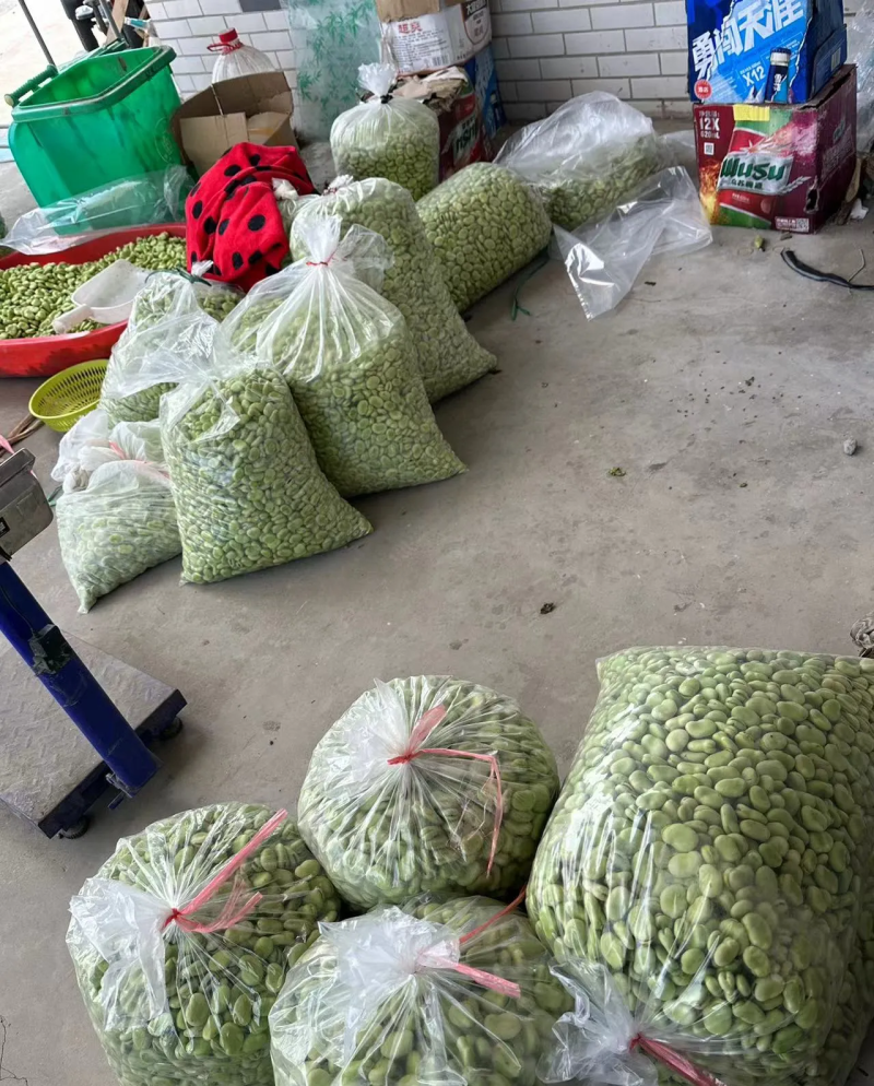 青白皮蚕豆
