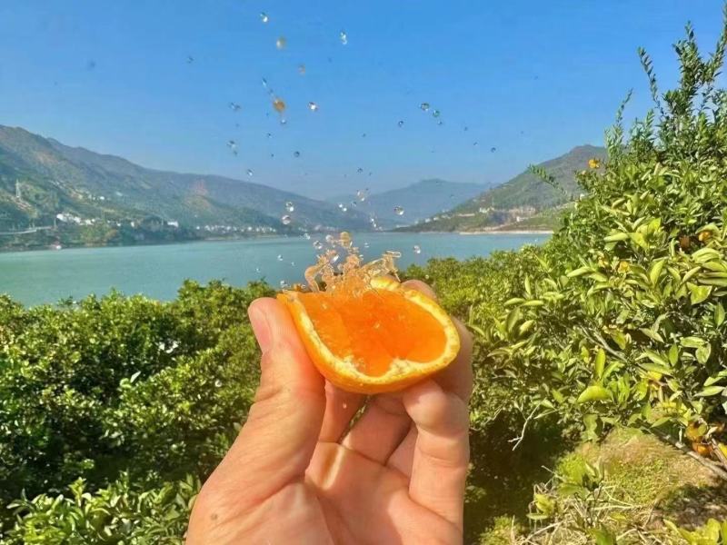 伦晚脐橙湖北橙子，皮薄多汁，一手货源充足可视频看货发全国