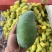 【广西甄选-桂七芒】产地直发现摘现发台芒金煌芒