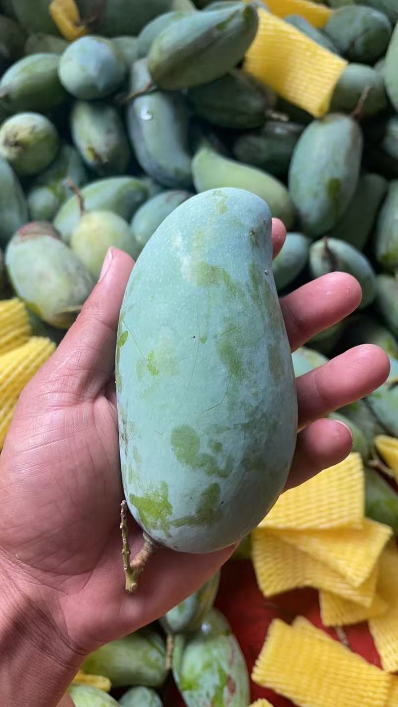 【广西甄选-桂七芒】产地直发现摘现发台芒金煌芒