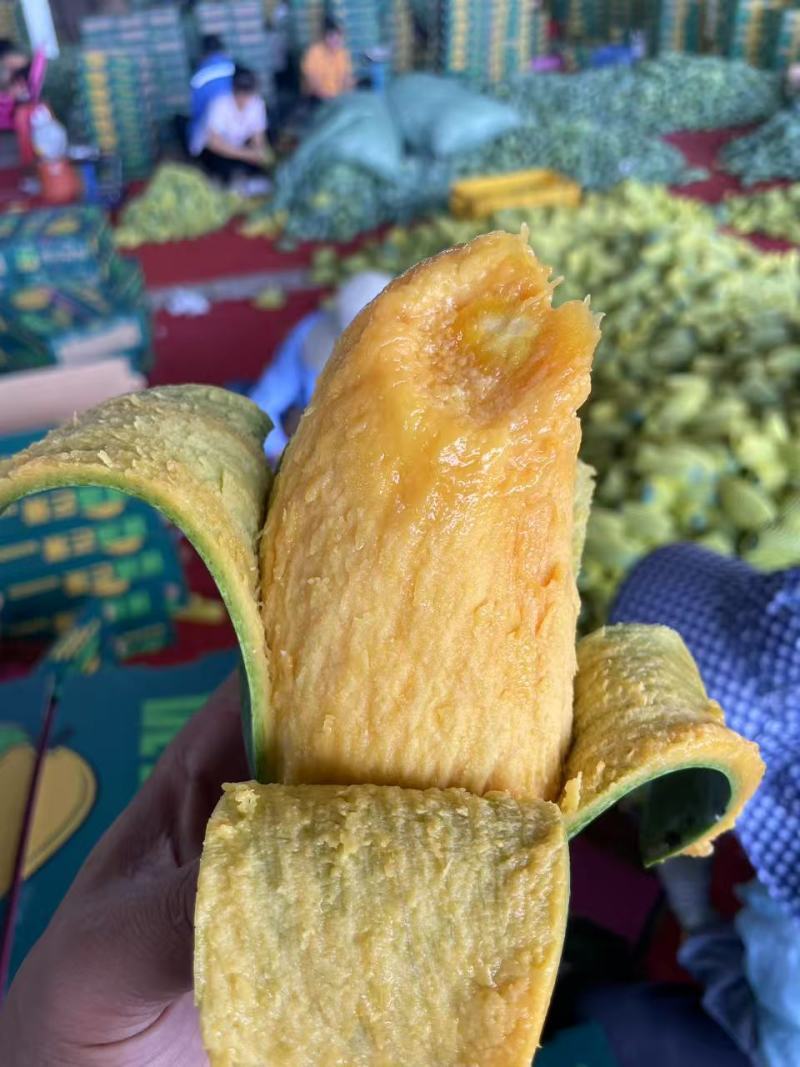 【广西甄选-桂七芒】产地直发现摘现发台芒金煌芒