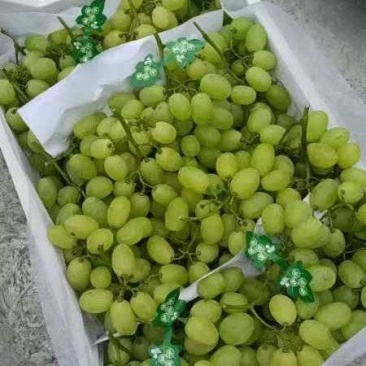 精品维多利亚葡萄产地一手货源地头直发对接各大商超