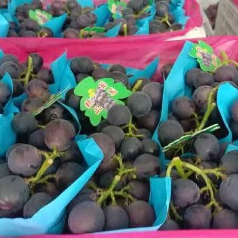 精品巨峰葡萄地头一手货源全国可发价格透明量大从优