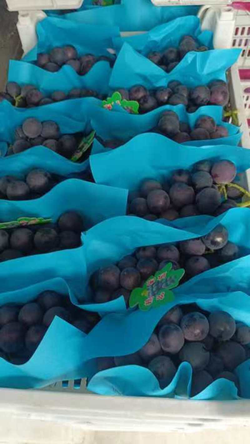 精品巨峰葡萄地头一手货源全国可发价格透明量大从优