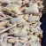 商品乳鸽厂家直发欢迎供应链批发商咨询品质保障对接全国