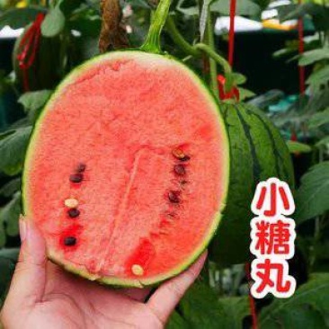 小糖丸小掉西瓜，珍珠红，2K西瓜，手掰牛奶西瓜，掉秧西瓜