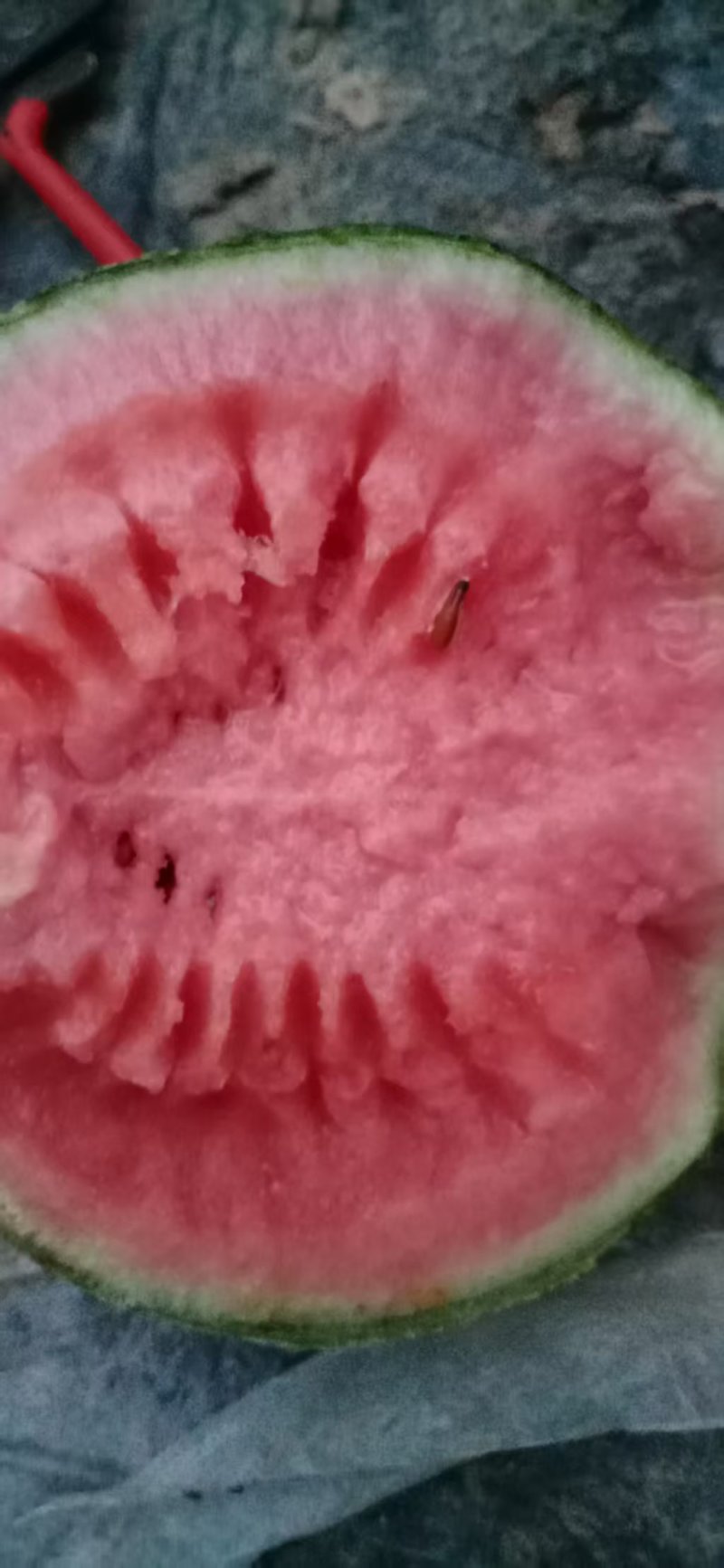 小糖丸小掉西瓜，珍珠红，2K西瓜，手掰牛奶西瓜，掉秧西瓜