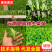 云南球生菜苗(结球生菜)货量大全国接单成活率高提供技术指