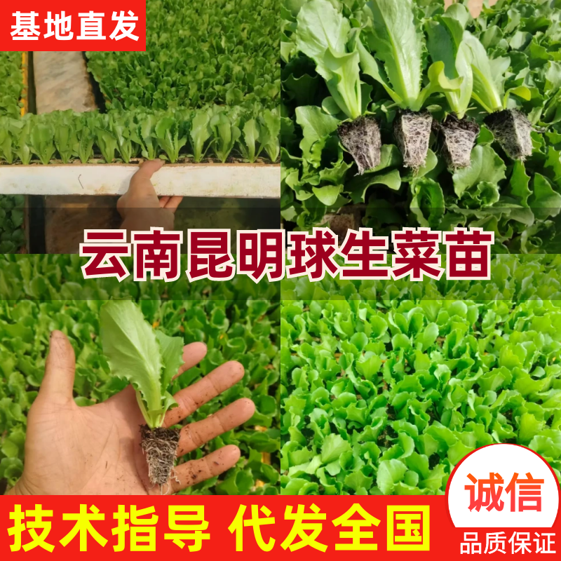云南球生菜苗(结球生菜)货量大全国接单成活率高提供技术指