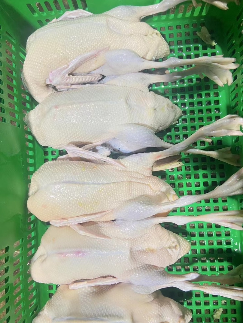 青头鸭白条工厂原地厂家直发欢迎咨询。